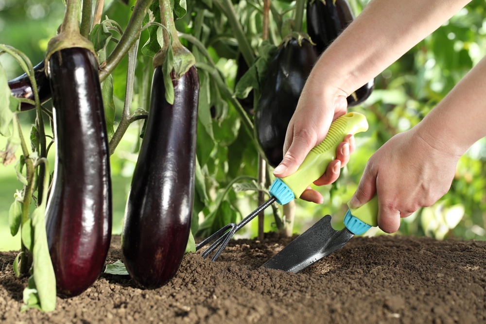 Patlıcan Yetiştiriciliğinde Gübreleme Nasıl Yapılır?