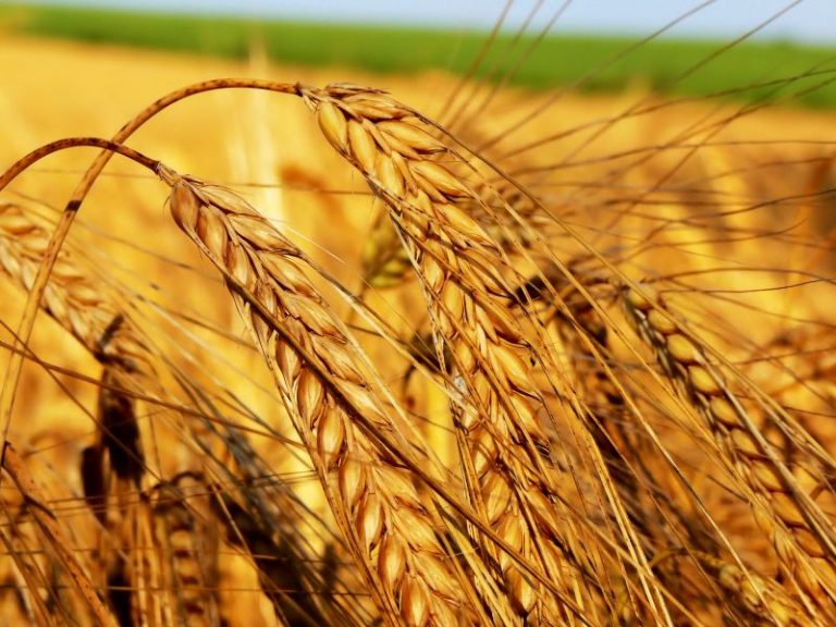 Ülkemizde Buğday Yetiştiriciliği Nasıl Yapılır?