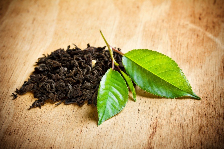 Çay Yetiştiriciliğinde Uygun Şartlar Nasıl Olmalıdır?