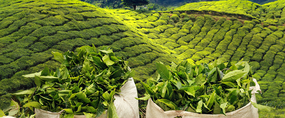 Çay Yetiştiriciliği İçin En uygun Yerler Nerelerdir?