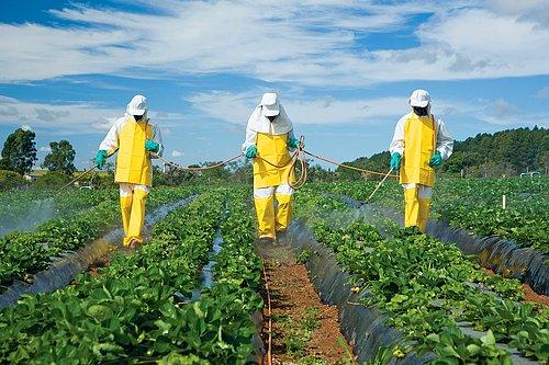 Pestisit Kullanımının Zararı Var Mıdır, Varsa Nelerdir?