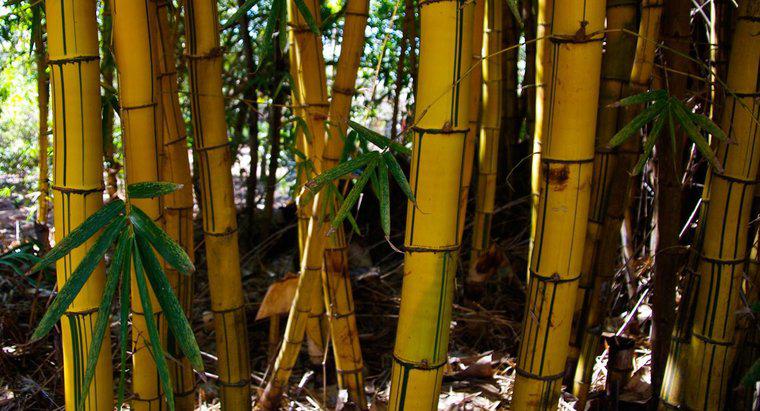 Bambu Neden Sararır?