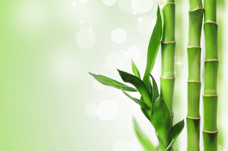 Bambu Ağacı Ne Kadar Sürede Yetişir?