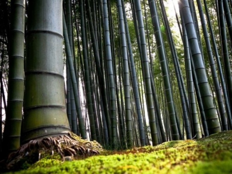 Bambu Yetiştiriciliği Karlı mı?