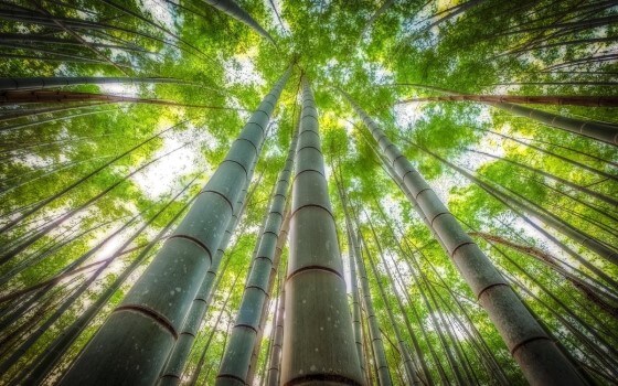 Bambu Yetiştiriciliği