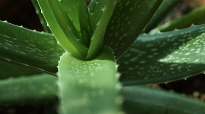 Aloe Vera Yaprakları Neden Boşalır?