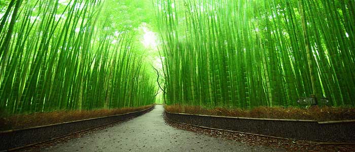 Bambu Bitkisi Nerelerde Kullanılır? Bambu Bitkisinden Neler Yapılabilir?