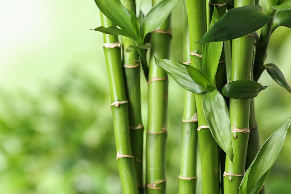 Kültürel Olarak Bambu Bitkisi