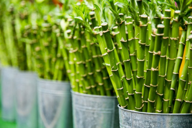 Bambunun faydaları nelerdir?