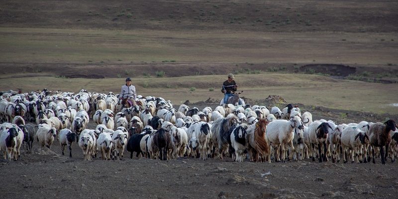 Küresel Isınma Doğu Anadolu Bölgesinde Hayvancılık Krizine Neden Oldu