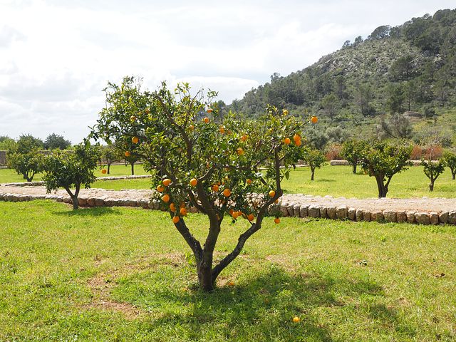 Portakal Fidanı Nasıl Üretilir?