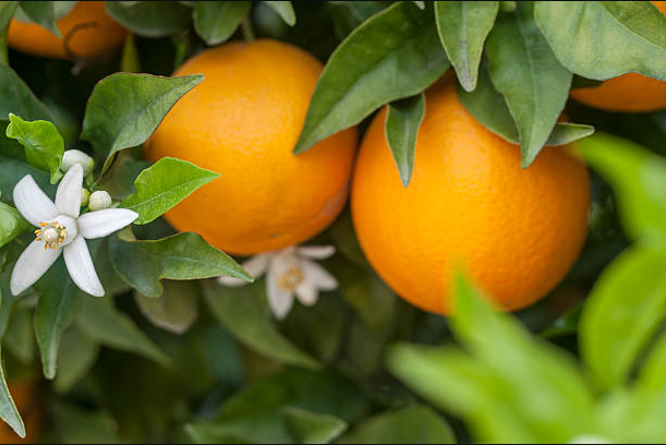 Portakal Bahçesi Nasıl Tesis Edilir?