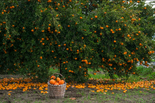 Portakal Yetiştiriciliğinde Sulama İşlemi Nasıl Yapılır?