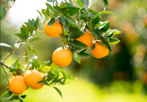 Portakal Yetiştiriciliğinde İlaçlama İşlemi Nasıl Yapılır?