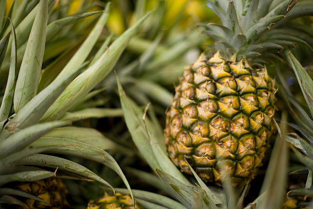 Ananas Yetiştiriciliğinde İklim ve Toprak Nasıl Olmalıdır?