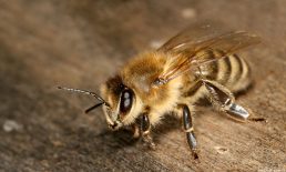 Arılar Nasıl Bal Yapar ? Arıcılıkla Uğraşan Kişilere Genel Kültür Niteliğinde Bilgiler