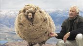 Koyunlar Nasıl ve Ne Zaman Kırpılmalıdır ? Küçükbaş Hayvan Yetiştiricilerinin Bilmesi Gerekenler