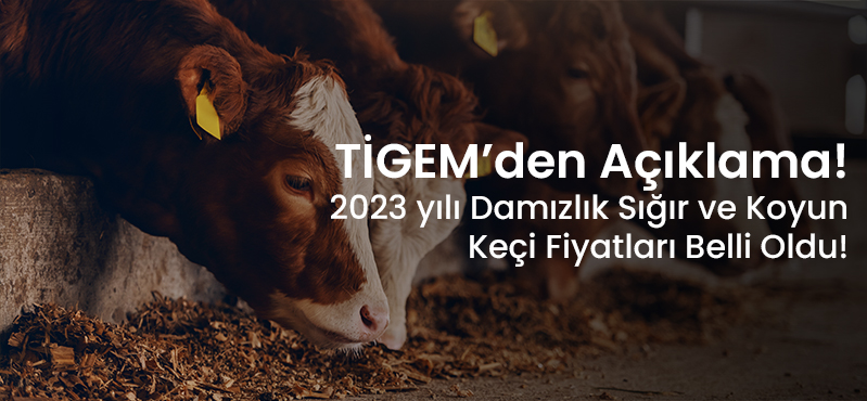 <strong>TİGEM’den Açıklama! 2023 yılı Damızlık Sığır ve Koyun Keçi Fiyatları Belli Oldu!</strong>